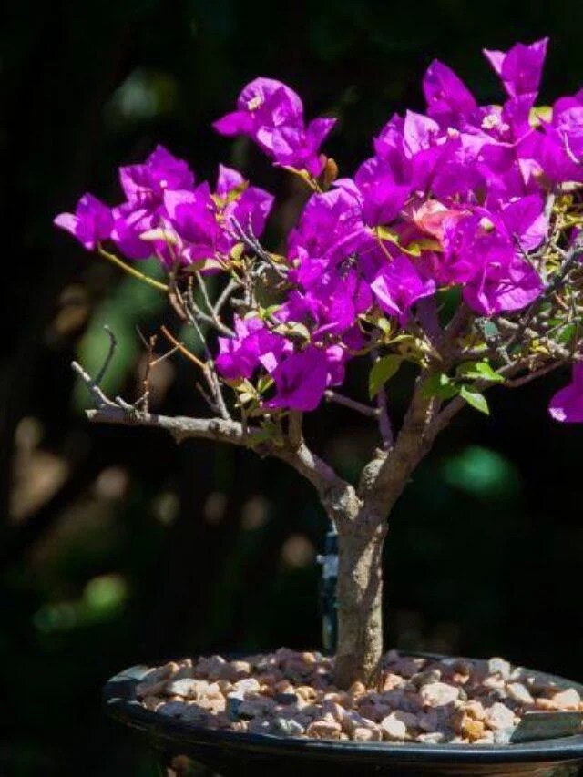 Create a Tiny Bonsai Paradise at Home – Easy Steps – Organic Gardening-gardening-2024