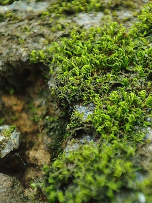 commercial landscaping – Organic Gardening-gardening-2024