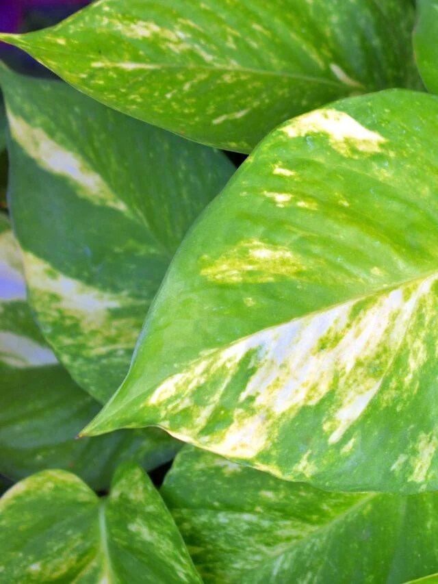 Organic Weed Killer Facts – Organic Gardening-gardening-2024