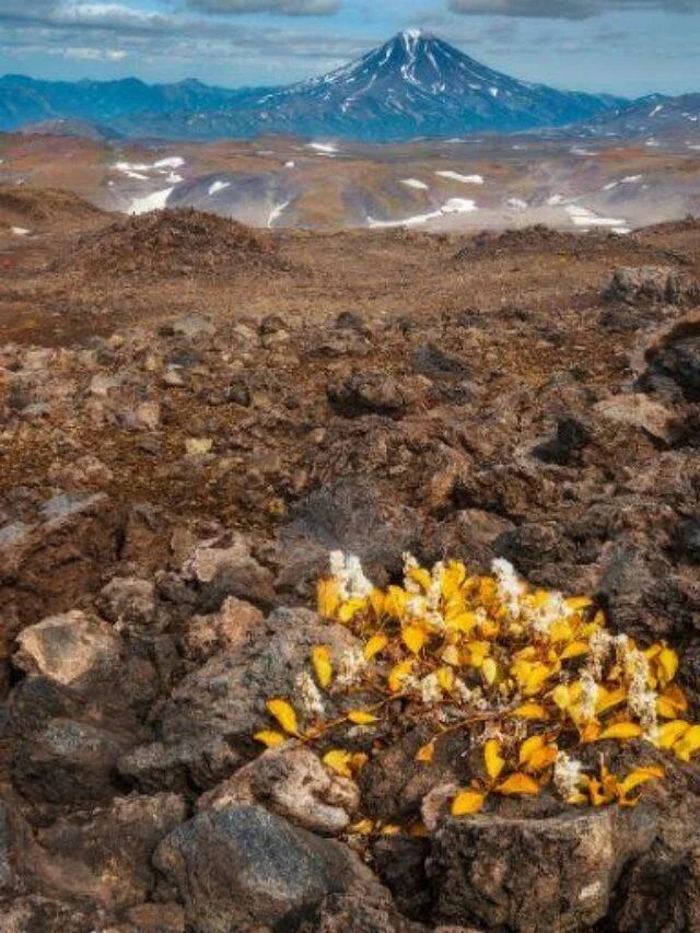 Best Lava Rocks for Landscaping – Organic Gardening-gardening-2024