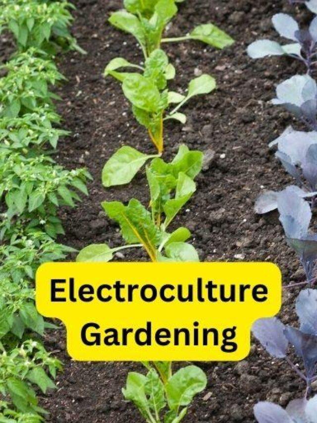 Electroculture Gardening – Organic Gardening-ecorganicas-gardening-2024