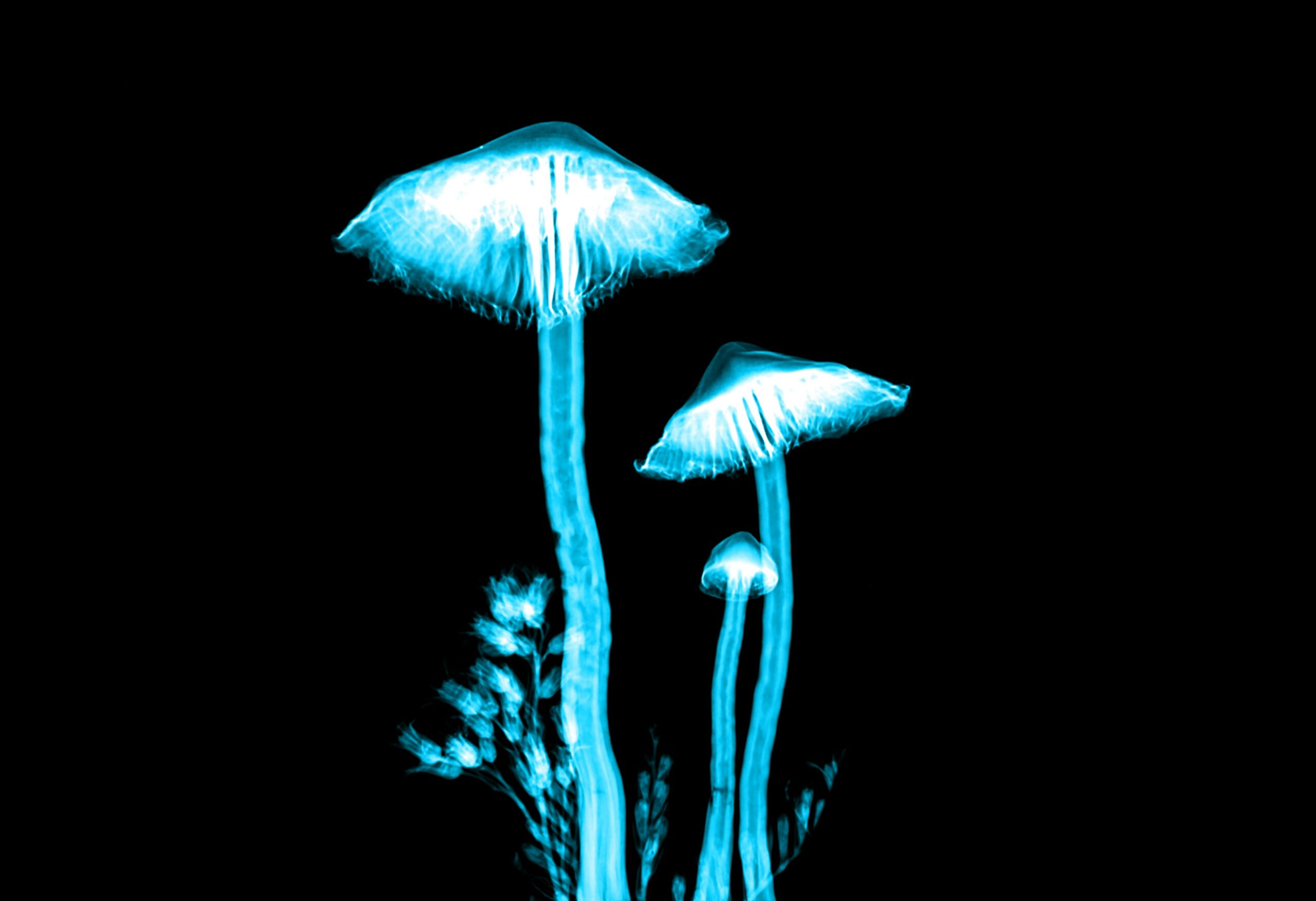 blue lighted mushrooms
